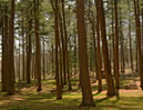 img-ambiental.jpg